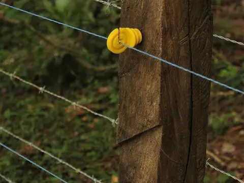 Aisladores de rosca amarillos en poste de madera con alambre de púas y conductor eléctrico